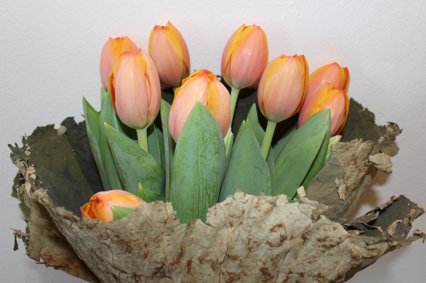 Flowers Little Flowers - Tulips