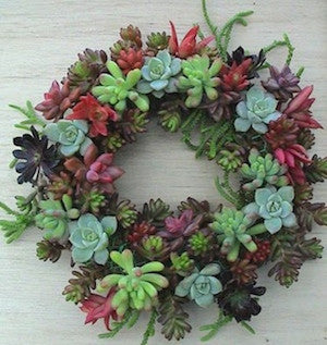 succulent christmas wreath Succulent Christmas Wreath