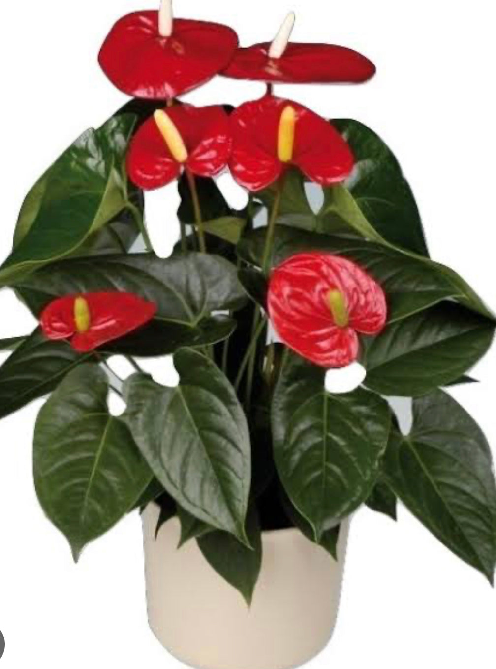Potted small anthurium