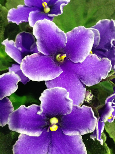 Flowering Plants African Violet Plants