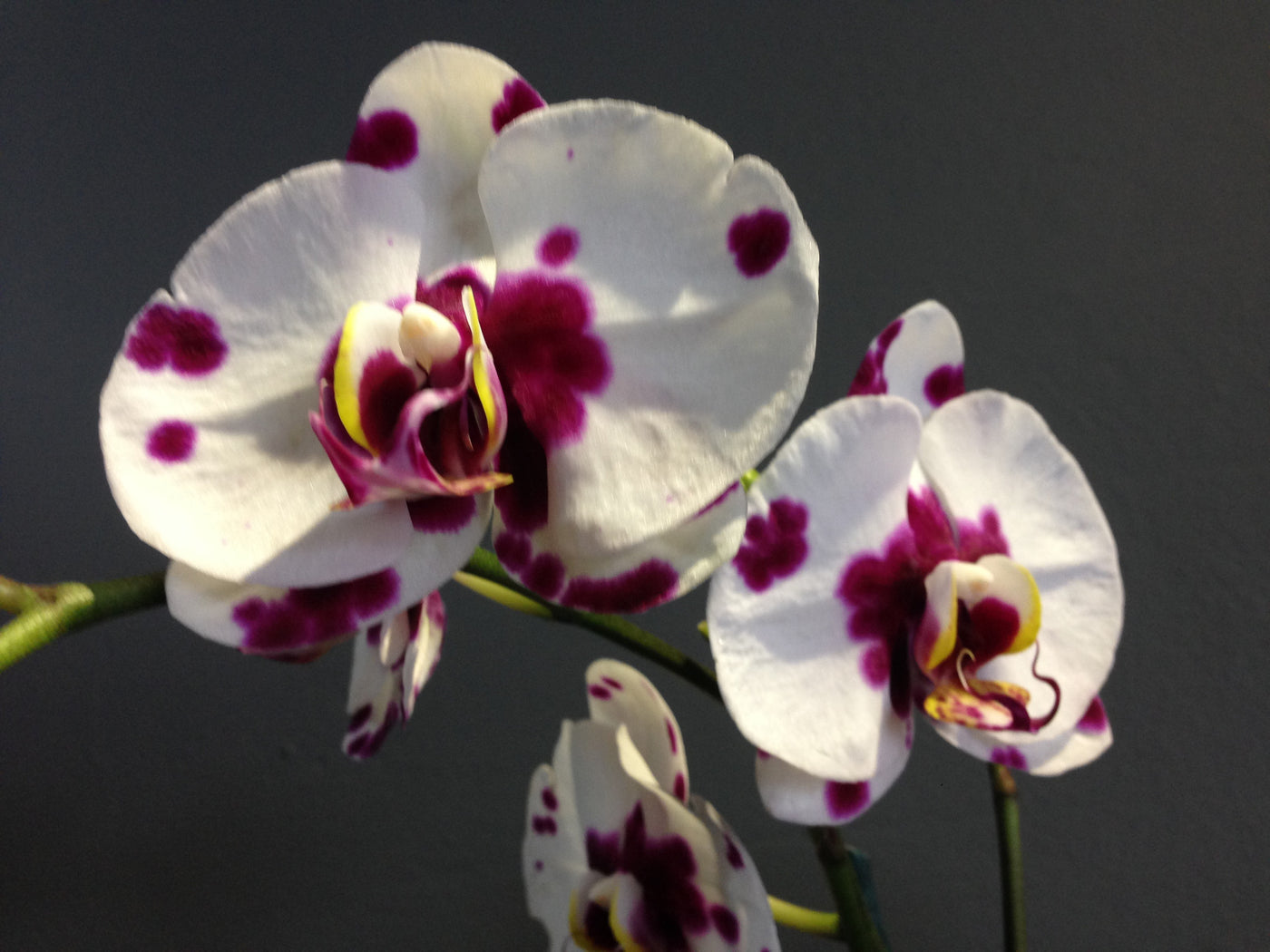 Phalaenopsis Orchid Plant