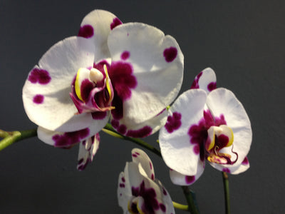 Phalaenopsis Orchid Plant