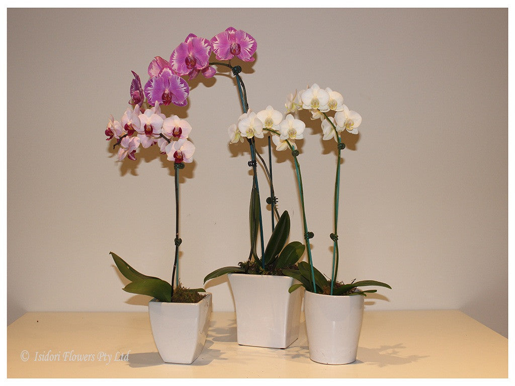 Phalaenopsis Orchid Plant