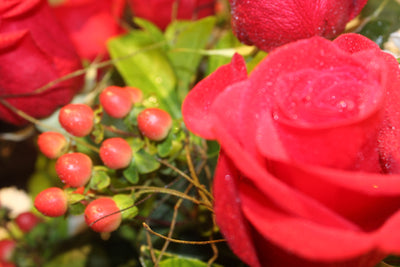 Flowers Red Rose Pot Arrangement