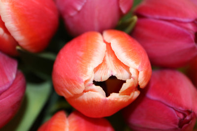 Flower Arrangement Tulip Arrangement