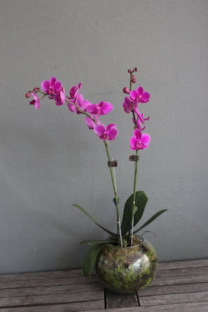Potted mini Orchid