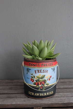 Vintage paint tin with succulent