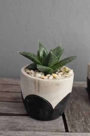 Potted succulent Arch Design Pot