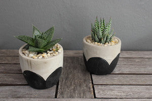 Potted succulent Arch Design Pot