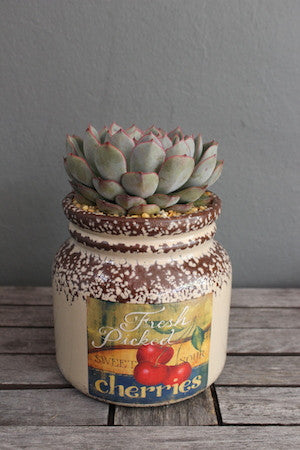 Potted succulents (pot an d succulent may vary)