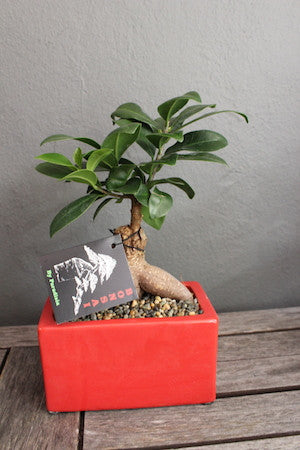 Small bonsai
