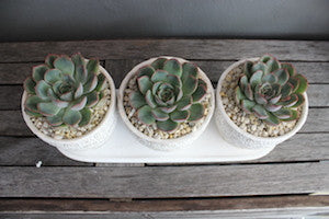 Trio of succulents