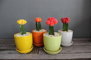 Potted coloured cactus