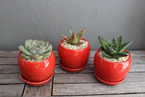 Potted succulent red pot