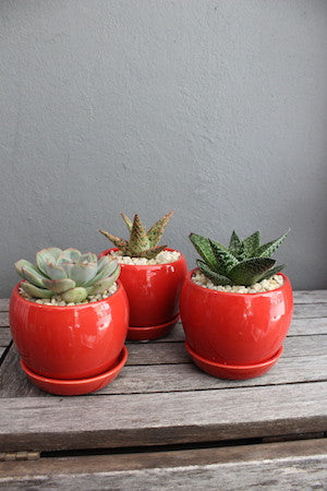 Potted succulent red pot