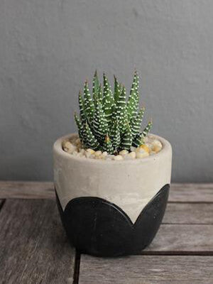 Potted succulent Arch Design Pot