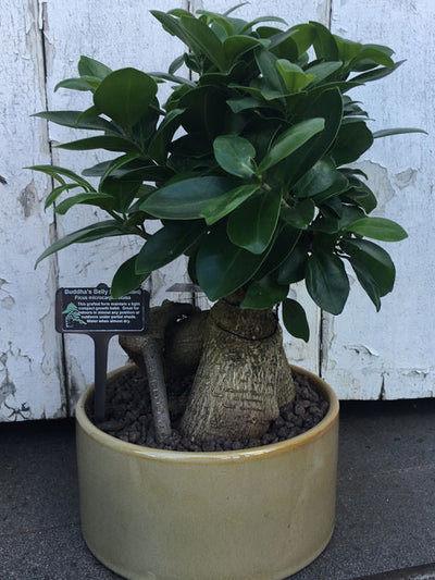 Large bonsai