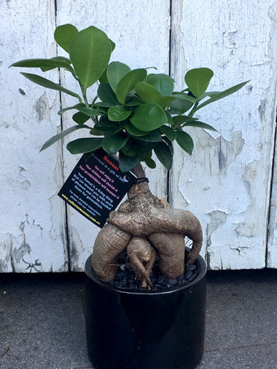 Small bonsai