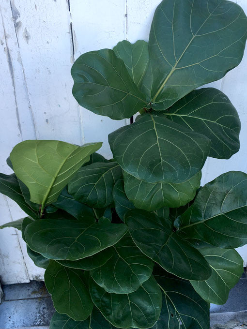 Fiddle Leaf - Small