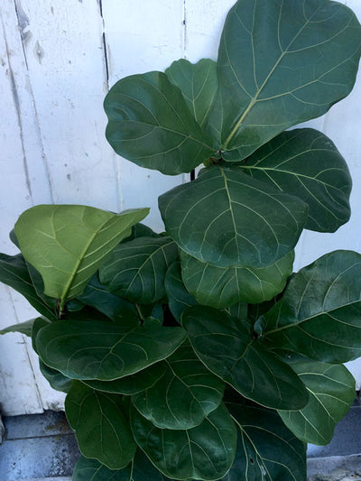 Fiddle Leaf - Small