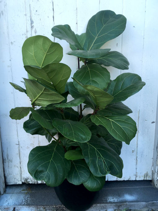 Fiddle Leaf - Small
