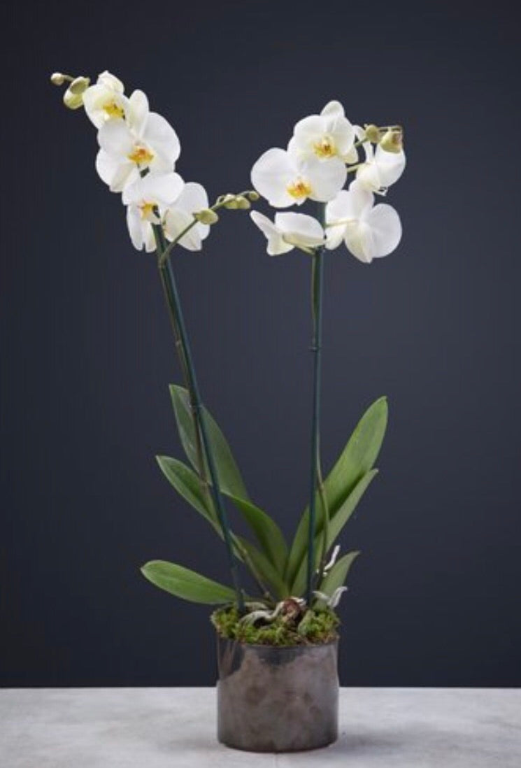 Multiple stemmed phalaenopsis orchid in ceramic or glass vessel
