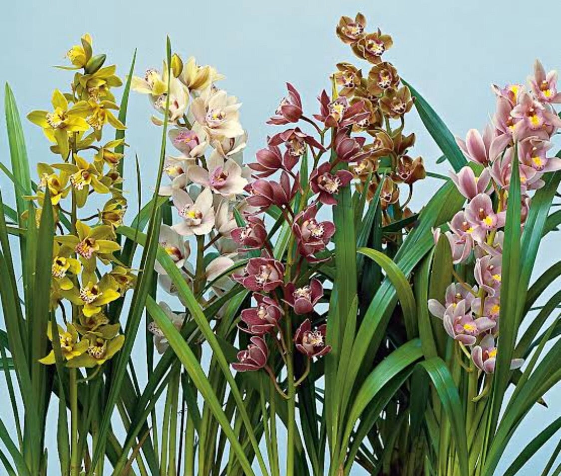 Potted cymbidium orchid in a decorative ceramic pot