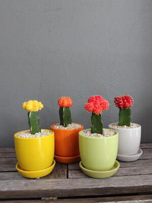Potted coloured cactus