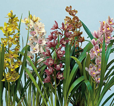 Potted cymbidium orchid