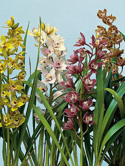 Potted cymbidium orchid in a decorative ceramic pot