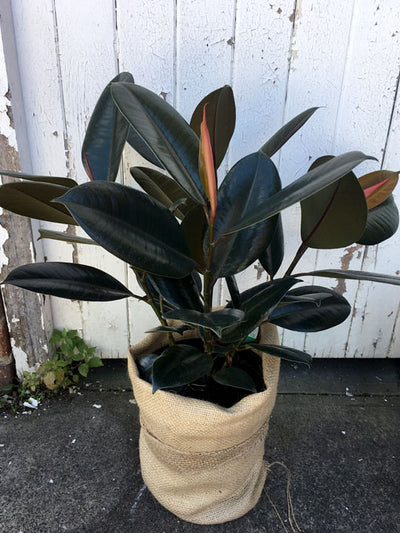 Rubber Plant - Large