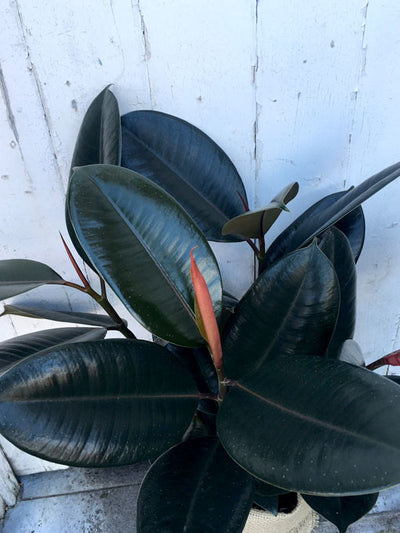Rubber Plant - Large