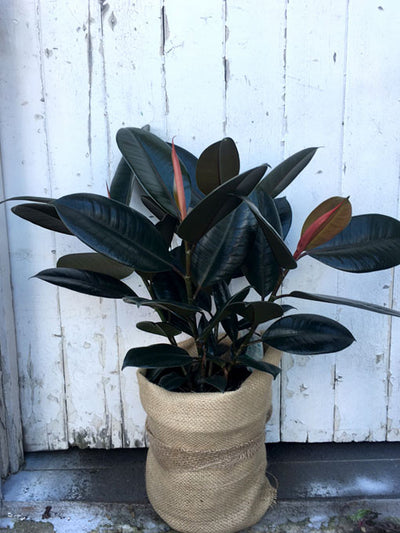 Rubber Plant - Large