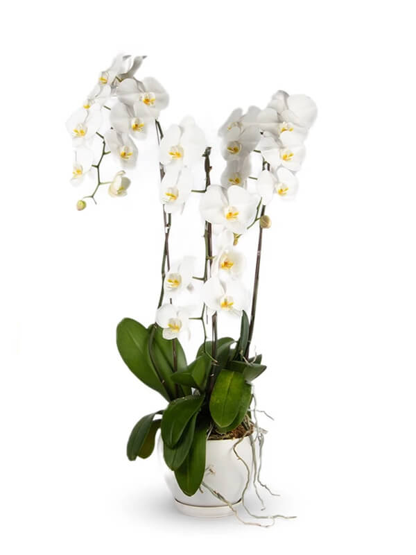 Three stemmed phalaenopsis orchid in ceramic or glass vessel